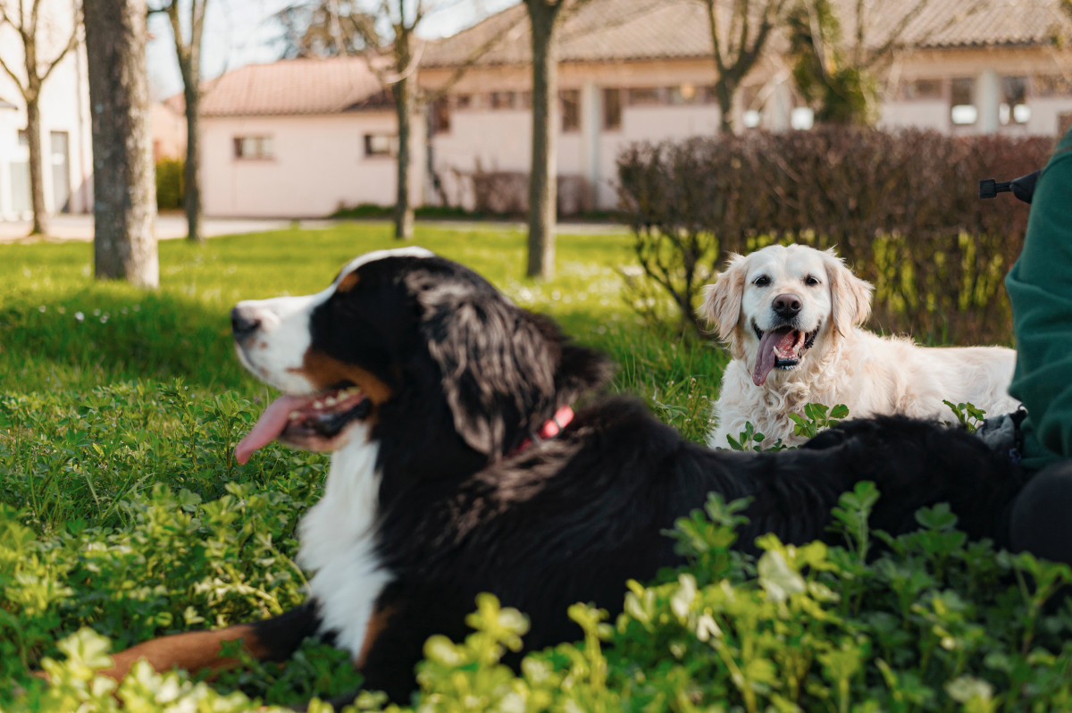 Petite séance photo canine sous ce beau soleil !
Merci @nicolasnavrot ☀️🧡
