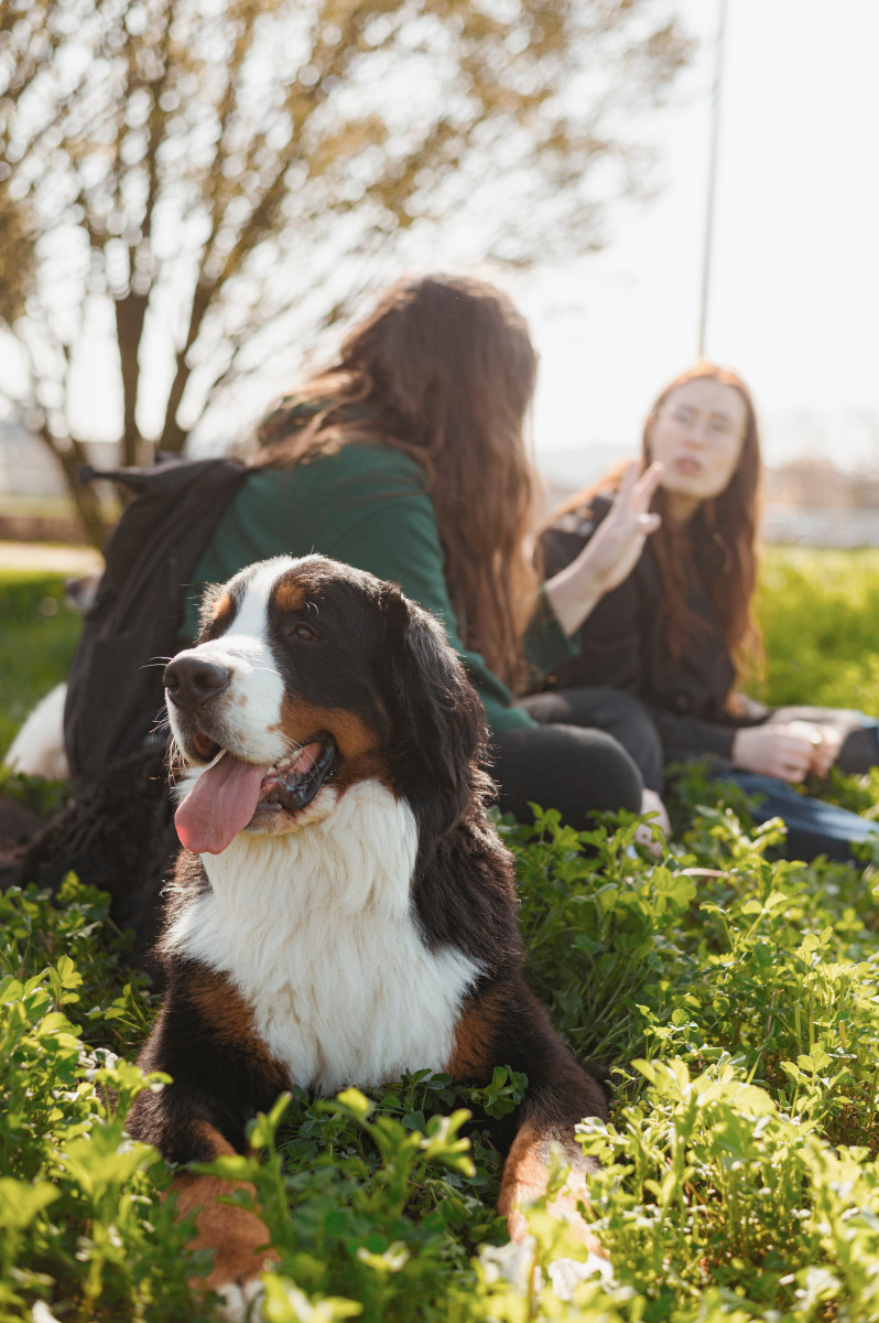 Petite séance photo canine sous ce beau soleil !
Merci @nicolasnavrot ☀️🧡