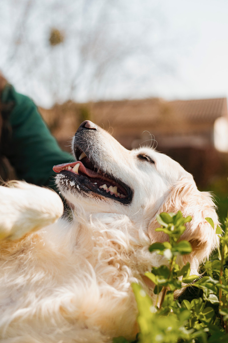 Petite séance photo canine sous ce beau soleil !
Merci @nicolasnavrot ☀️🧡