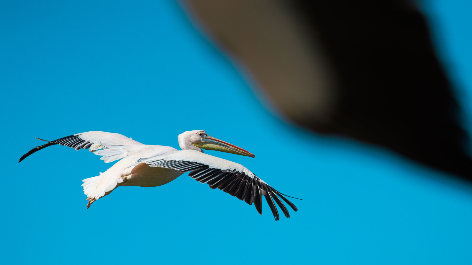 Bonjour à tous, je vous propose une série "Bird in Flight" saisie au cœur de la Dombes au Parc des Oiseaux. Ce site est particulièrement intéressant car beaucoup d'oiseaux de pleine nature y nichent à cette époque.
Excellente fin de semaine à vous.