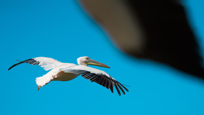 Bonjour à tous, je vous propose une série "Bird in Flight" saisie au cœur de la Dombes au Parc des Oiseaux. Ce site est particulièrement intéressant car beaucoup d'oiseaux de pleine nature y nichent à cette époque.
Excellente fin de semaine à vous.