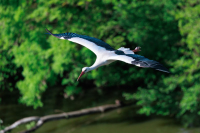 Bonjour à tous, je vous propose une série "Bird in Flight" saisie au cœur de la Dombes au Parc des Oiseaux. Ce site est particulièrement intéressant car beaucoup d'oiseaux de pleine nature y nichent à cette époque.
Excellente fin de semaine à vous.