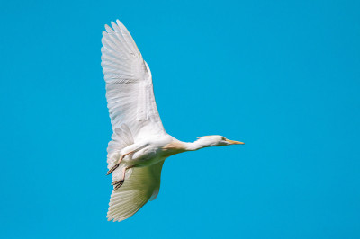 Bonjour à tous, je vous propose une série "Bird in Flight" saisie au cœur de la Dombes au Parc des Oiseaux. Ce site est particulièrement intéressant car beaucoup d'oiseaux de pleine nature y nichent à cette époque.
Excellente fin de semaine à vous.