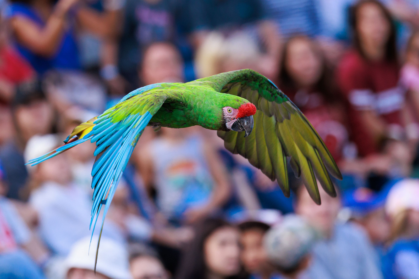 Bonjour à tous, je vous propose une série "Bird in Flight" saisie au cœur de la Dombes au Parc des Oiseaux. Ce site est particulièrement intéressant car beaucoup d'oiseaux de pleine nature y nichent à cette époque.
Excellente fin de semaine à vous.