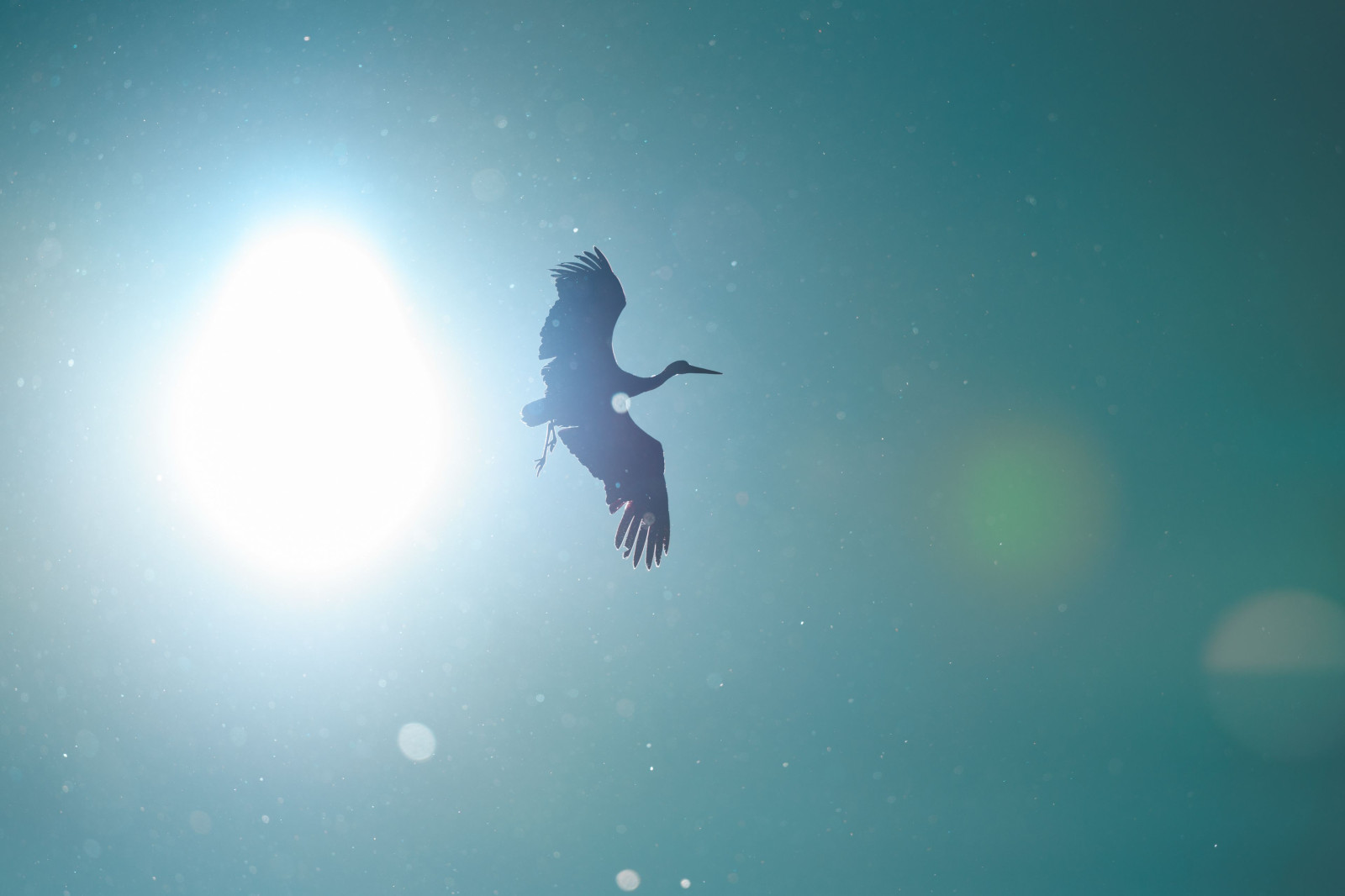Bonjour à tous, je vous propose une série "Bird in Flight" saisie au cœur de la Dombes au Parc des Oiseaux. Ce site est particulièrement intéressant car beaucoup d'oiseaux de pleine nature y nichent à cette époque.
Excellente fin de semaine à vous.
