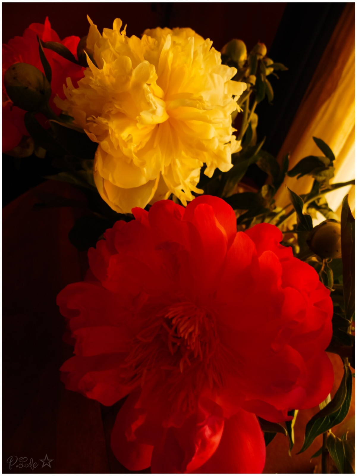 A l’occasion de la fête des mères 😉😊, j’en profite pour offrir ces fleurs aux mamans photographes de la communauté...
J’ai essayé quelques petites techniques de telechargement en 3000px mais j'y arrive pas et en macro .. avec une petite note sur le thème des principes de la composition, j’avoue être légèrement contente 😇😊... mais, n'hésitez surtout pas à me dire ce qui ne va pas