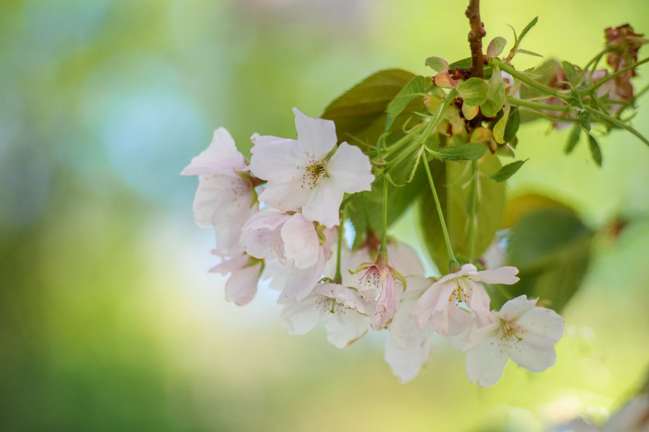 prunus ichiyo

Sur cette prise de vue, le vent m'a obligé à utiliser une vitesse de déclenchement élevée. J'aurais pu encore plus monter les ISO pour gagner de la profondeur de champ, mais j'ai choisi de préserver un bokeh moelleux.