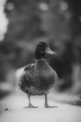 Dans le parc de gerland