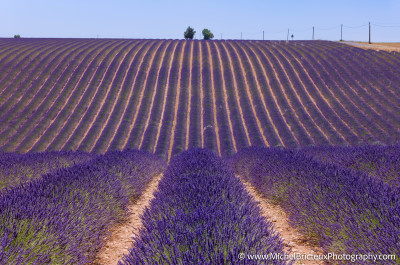 Le Plateau de Valensole offre à cette époque un spectacle grandiose