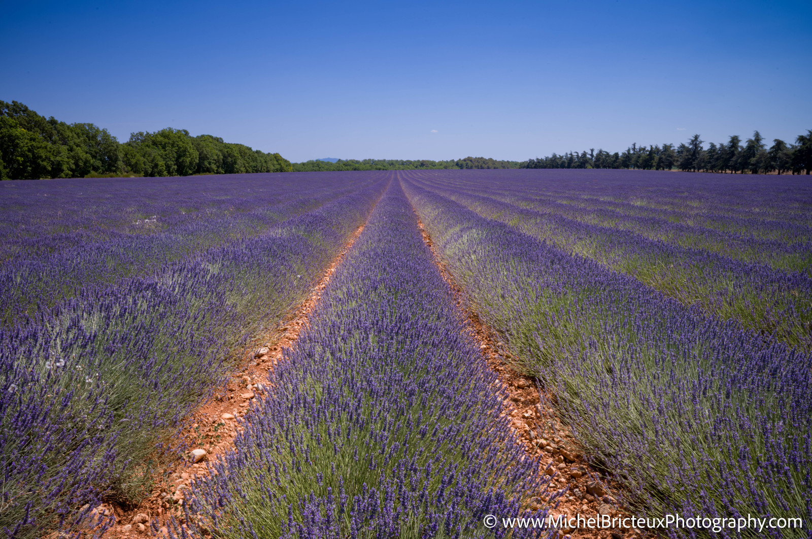 Le Plateau de Valensole offre à cette époque un spectacle grandiose
