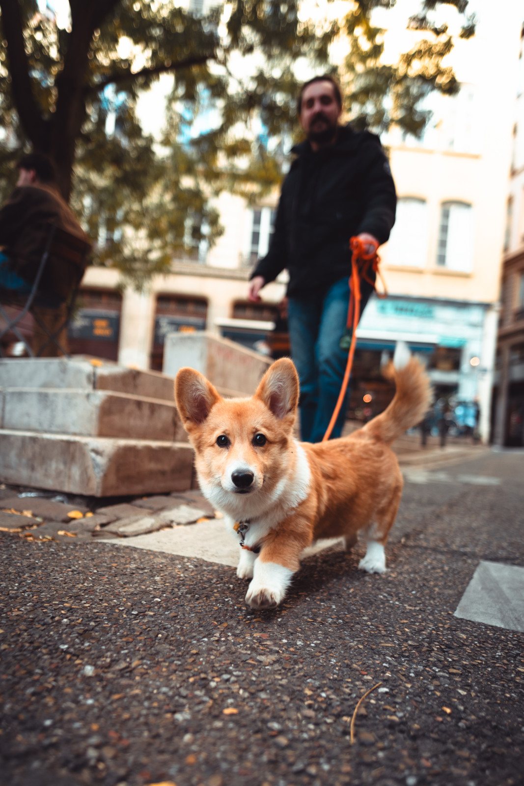 Un passant promène son chien place du griffon à Lyon