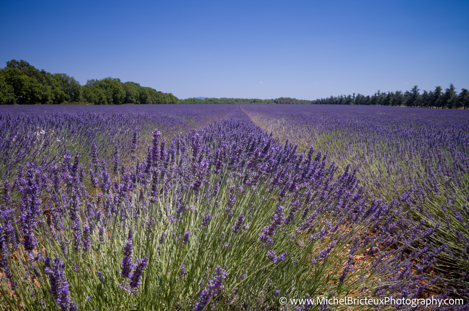 Le Plateau de Valensole offre à cette époque un spectacle grandiose