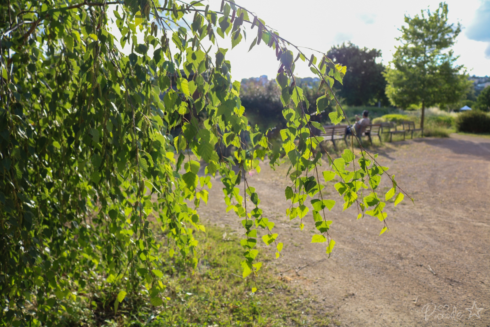 Avant — Hier avec @Kaito c’était sortie profondeur de champ avec Béatrice, Sandra, Patrick et Éric au Parc de Gerland ...
Belle découverte que cette endroit que je ne connaissait pas 😉😊
Et, en visionnant mes photos et en essayant de les sélectionner : petit moment de délire numérique sur une photo banale  mais faisant partie de l'initiation. Et la "post production" ~~ j’adore cette expression ~~ et, l’aide du numérique pour essayer de sortir quelque chose qui me plait d’un clichés que je trouve trop simple... voilà une petite composition totalement .. heu.. enfin presque hors initiation 😉😊 juste pour le fun ...
J’ai un ami qui aime la photo et le travail de certains vieux photographe genre Man Ray, Willy Rosny, Lee Miller... 
En parlant de Doisneau, il m’a dit cet homme avant l'imagination et le génie de la composition de la photo mais ce n’etait pas lui qui la développait .
​Il travaillait en étroite collaboration avec les tireurs du laboratoire Picto. Doisneau disait souvent que le tireur était le prolongement du photographe, capable de restituer la lumière exacte qu'il avait en tête.