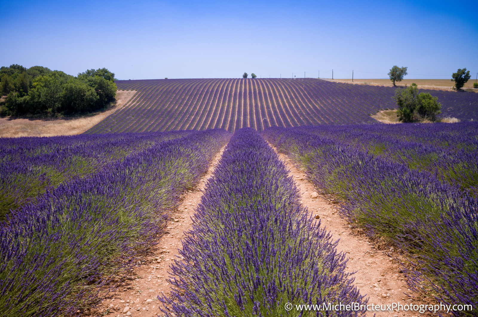 Le Plateau de Valensole offre à cette époque un spectacle grandiose