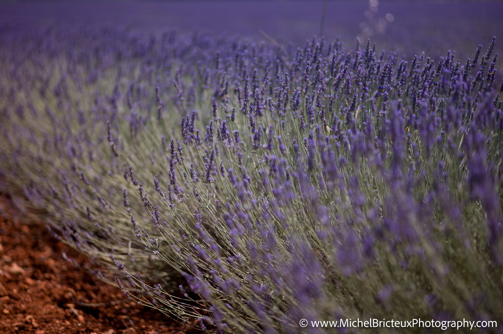 Le Plateau de Valensole offre à cette époque un spectacle grandiose