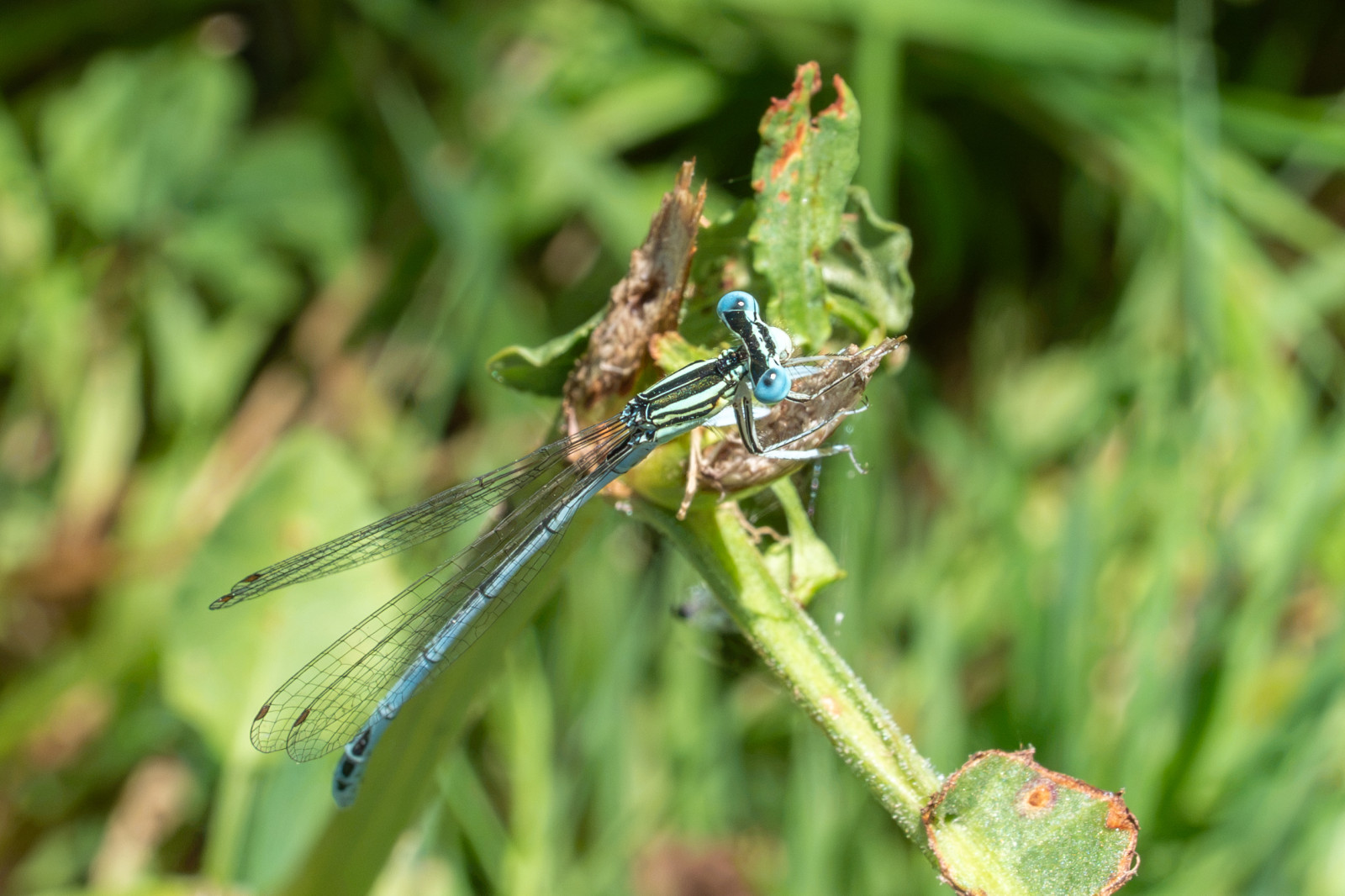 1er essai en macro au parc de la tête d'or :-)
