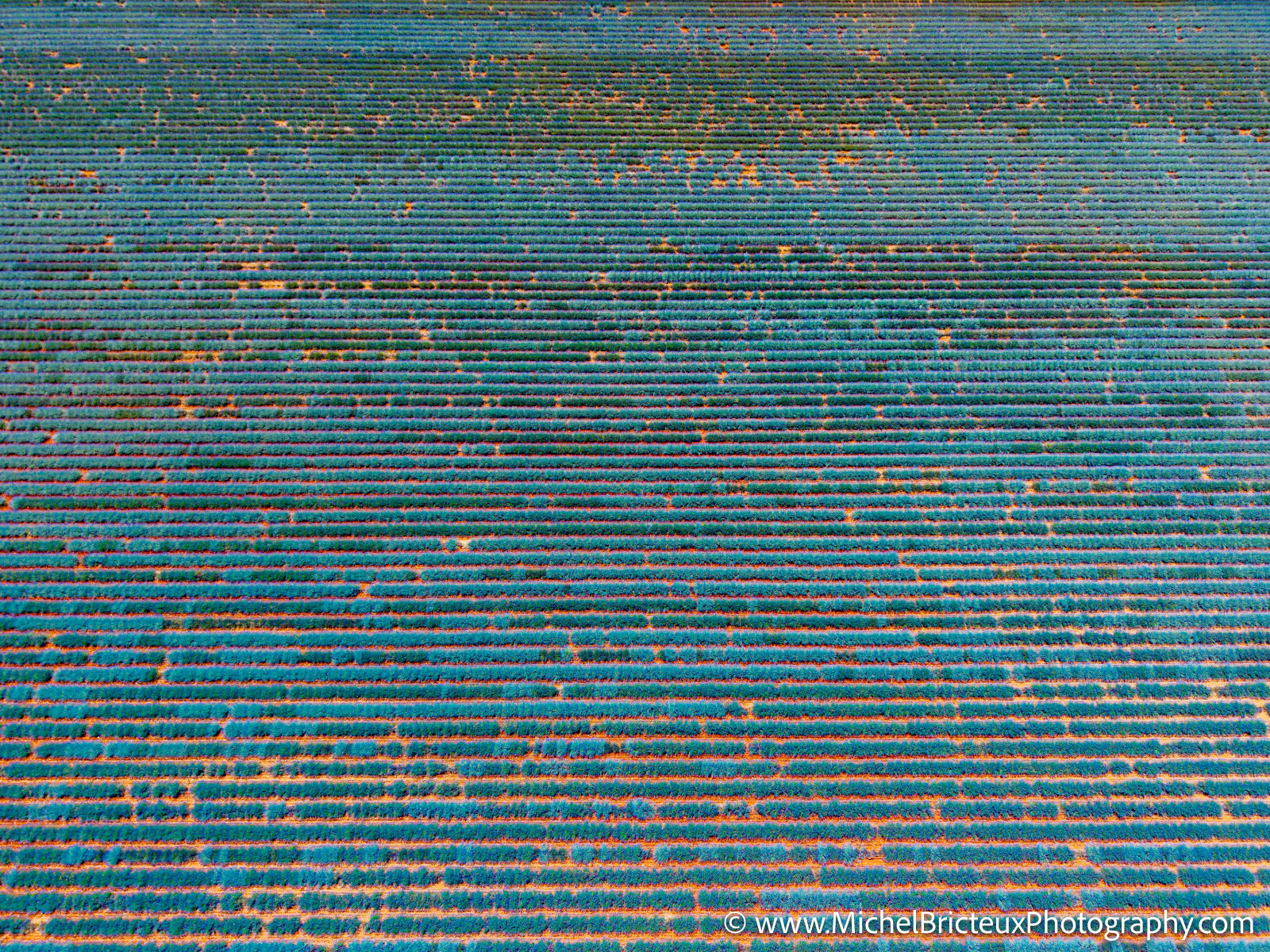 Le Plateau de Valensole offre à cette époque un spectacle grandiose