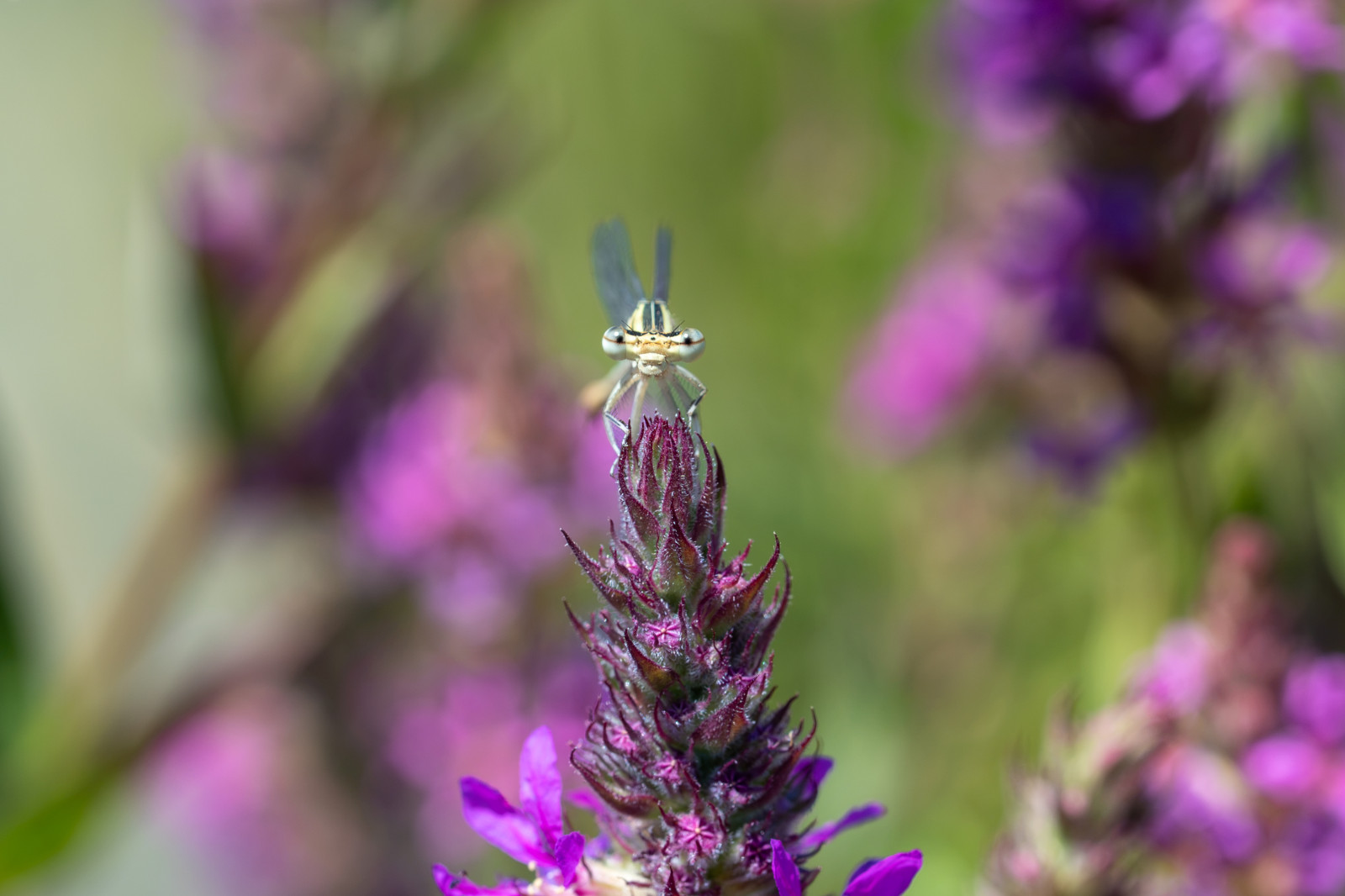 1er essai en macro au parc de la tête d'or :-)