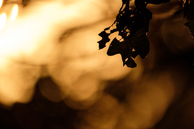 Souvenirs du Parc naturel régional de la Brenne.