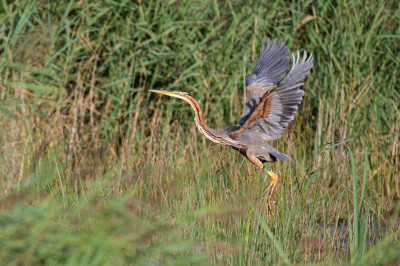 Souvenirs du Parc naturel régional de la Brenne.