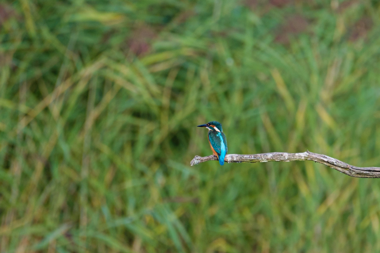 Souvenirs du Parc naturel régional de la Brenne.