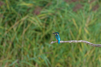 Souvenirs du Parc naturel régional de la Brenne.