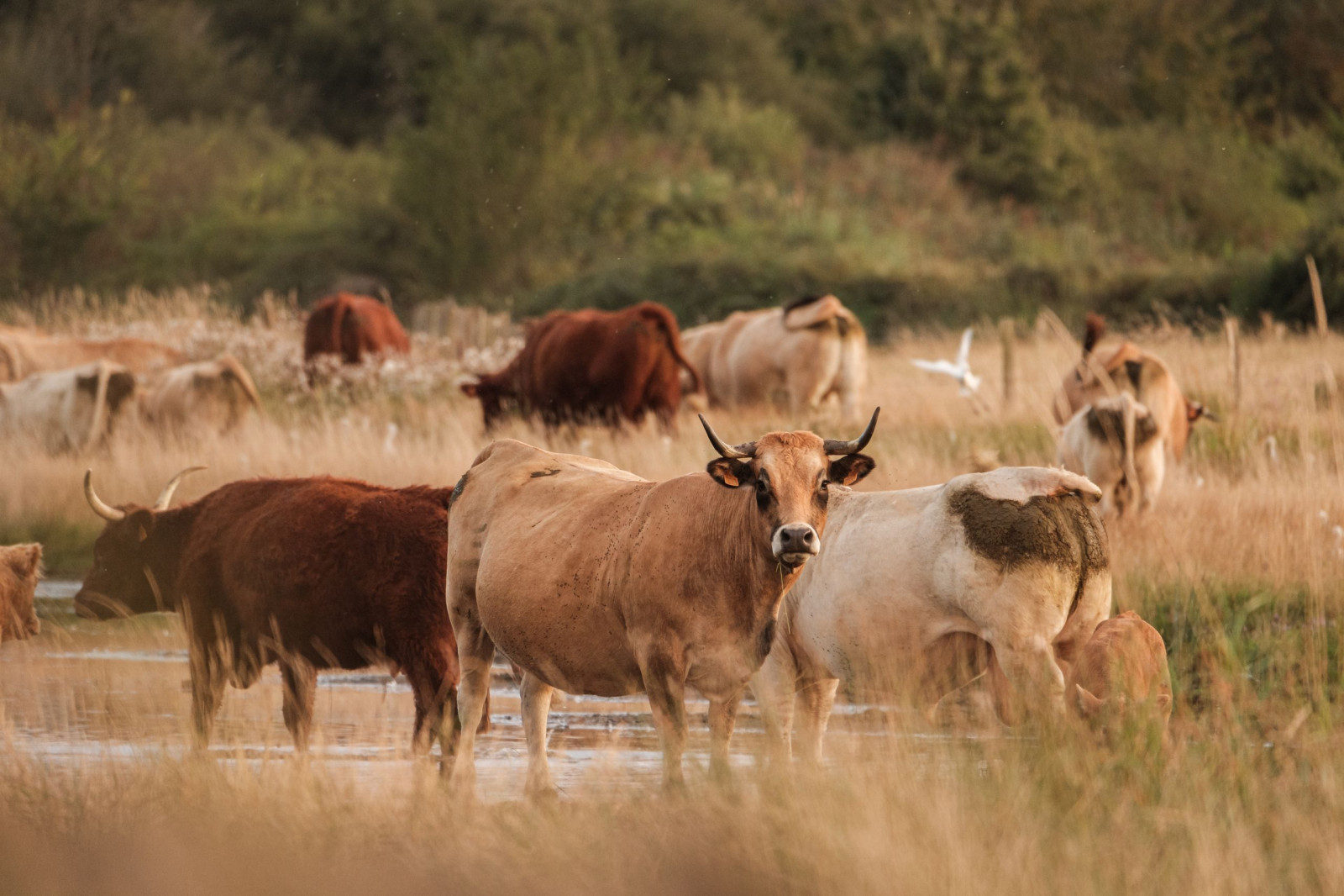 Souvenirs du Parc naturel régional de la Brenne.