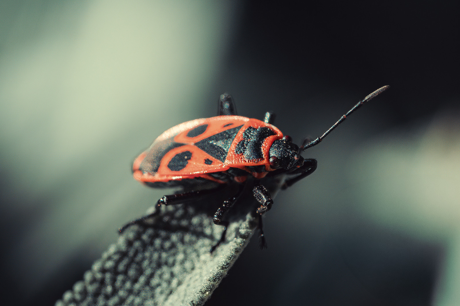 Merci à tous les participants de la sortie « Insectes » d’hier soir 🤗 
J’ai pris un énorme plaisir à vous accompagner !
On se revoit vite !