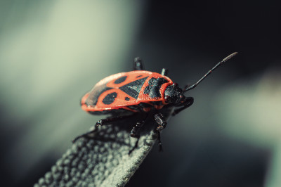 Merci à tous les participants de la sortie « Insectes » d’hier soir 🤗 
J’ai pris un énorme plaisir à vous accompagner !
On se revoit vite !