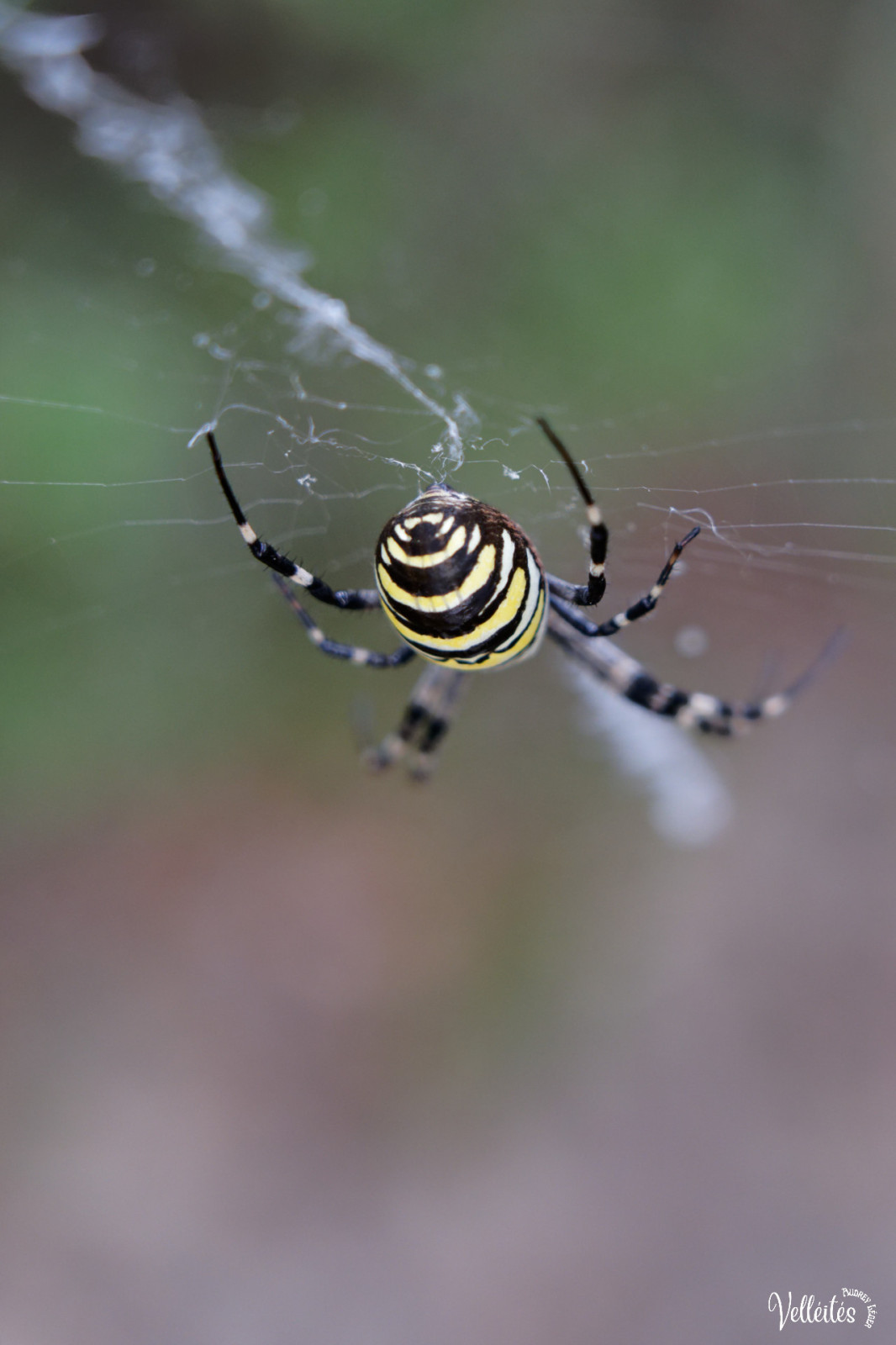 Période trop chargée au niveau boulot pour pouvoir participer à des sorties photos mais je peux m’échapper dans le jardin pour admirer/photographier les petite bêtes !