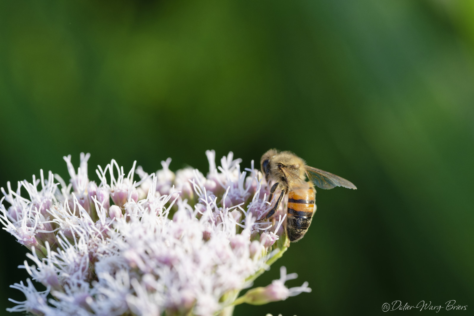 Quelques photos réalisées à l'occasion de la sortie insectes au parc de Gerland.
