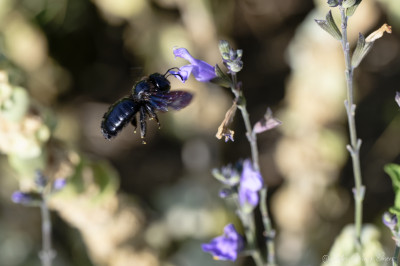 Suite sortie insectes