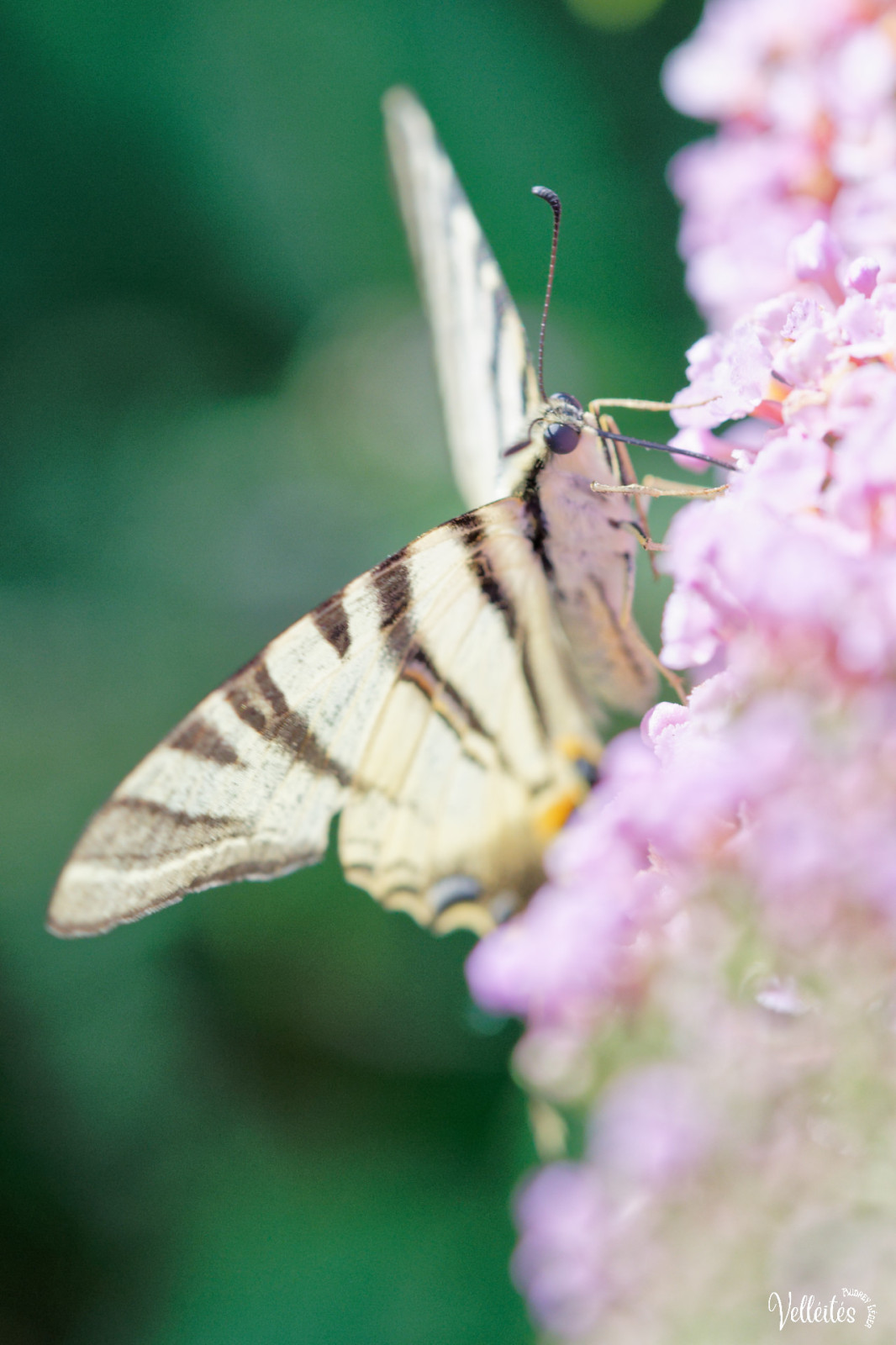 Période trop chargée au niveau boulot pour pouvoir participer à des sorties photos mais je peux m’échapper dans le jardin pour admirer/photographier les petite bêtes !
