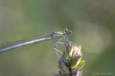Suite sortie insectes