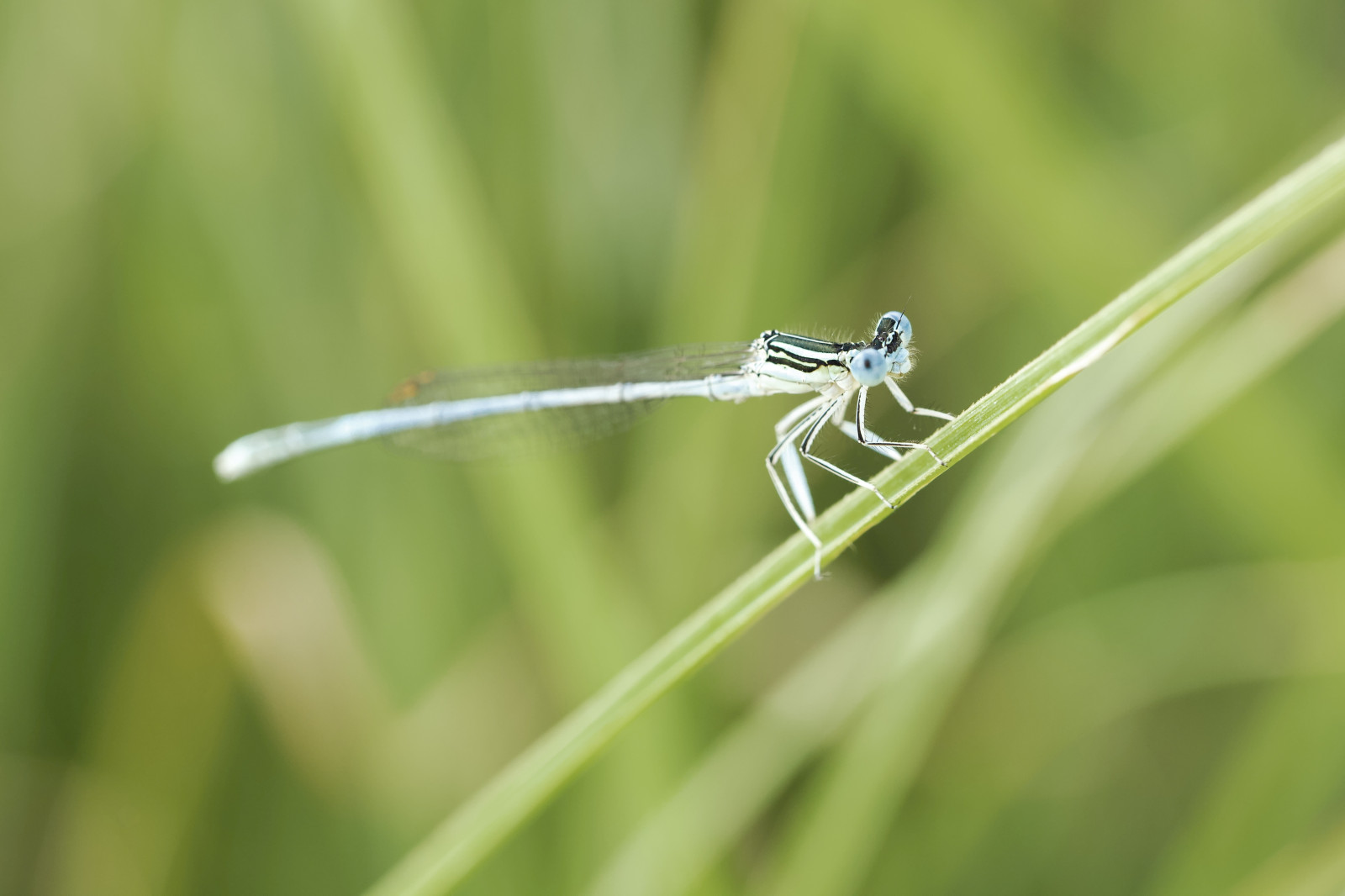 Une petite demoiselle Platycnemis pennipes prise en mode manuel et un peu surexposée 😬