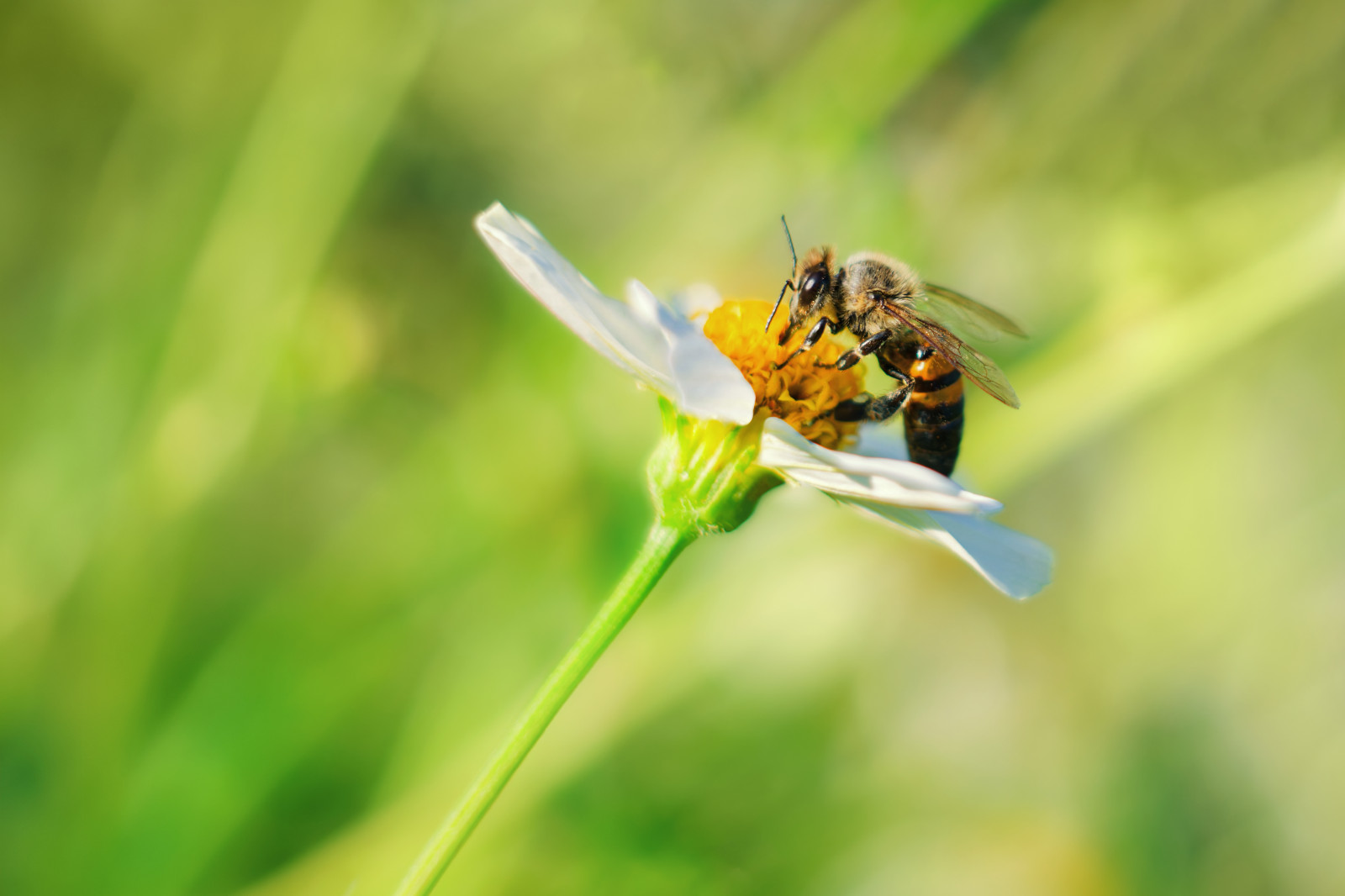Une sortie bien sympa qui m'a fait découvrir une alternative urbaine au Parc de la Tête d'Or pour photographier des insectes.