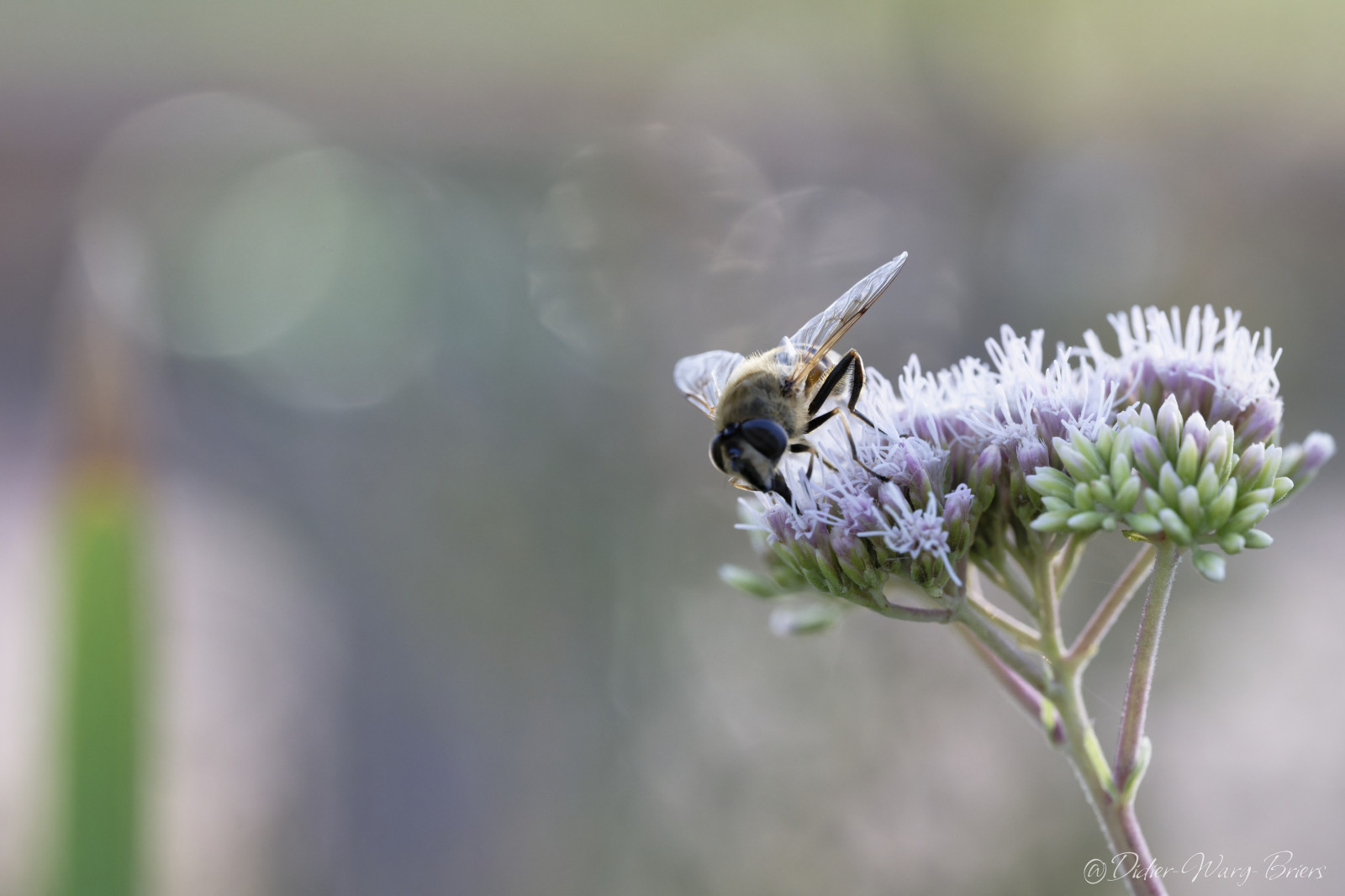 Quelques photos réalisées à l'occasion de la sortie insectes au parc de Gerland.