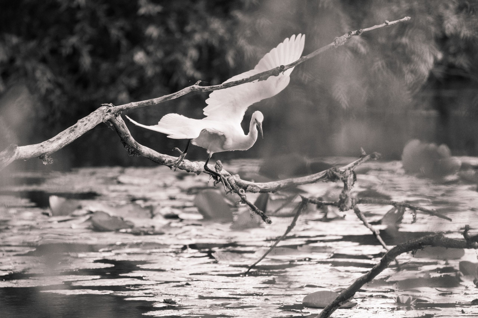 Lieu est oiseau mystère. Dites-moi quelle est l'espèce de ce magnifique échassier ?