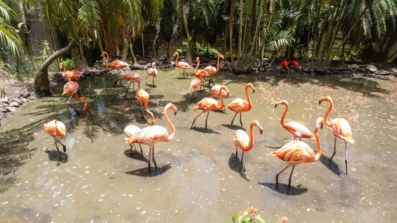 À la découverte du zoo de Martinique