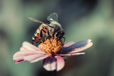 Merci à tous les participants de la sortie « Insectes » d’hier soir 🤗 
J’ai pris un énorme plaisir à vous accompagner !
On se revoit vite !