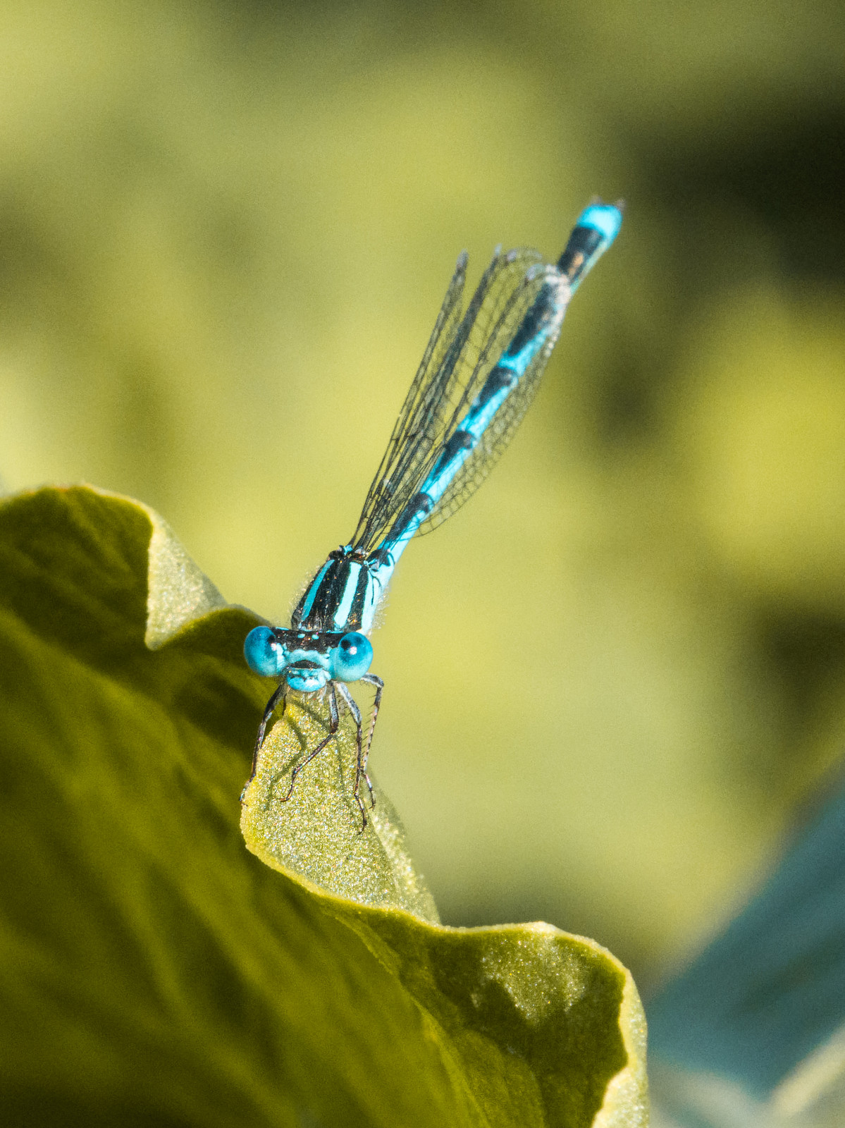 Une sortie macro en bonne compagnie au parc de Gerland 🔍
Des modèles discrets mais adeptes du posing !