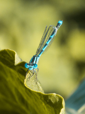 Une sortie macro en bonne compagnie au parc de Gerland 🔍
Des modèles discrets mais adeptes du posing !