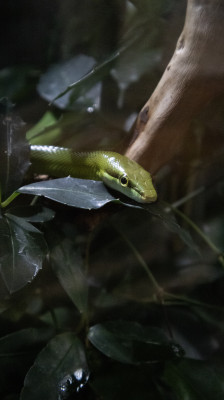 A la découverte des serpents