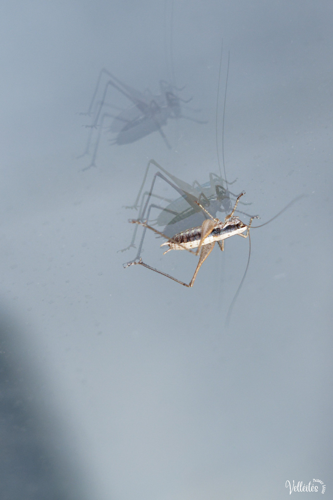 Période trop chargée au niveau boulot pour pouvoir participer à des sorties photos mais je peux m’échapper dans le jardin pour admirer/photographier les petite bêtes !