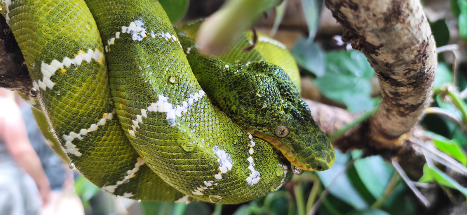 A la découverte des serpents