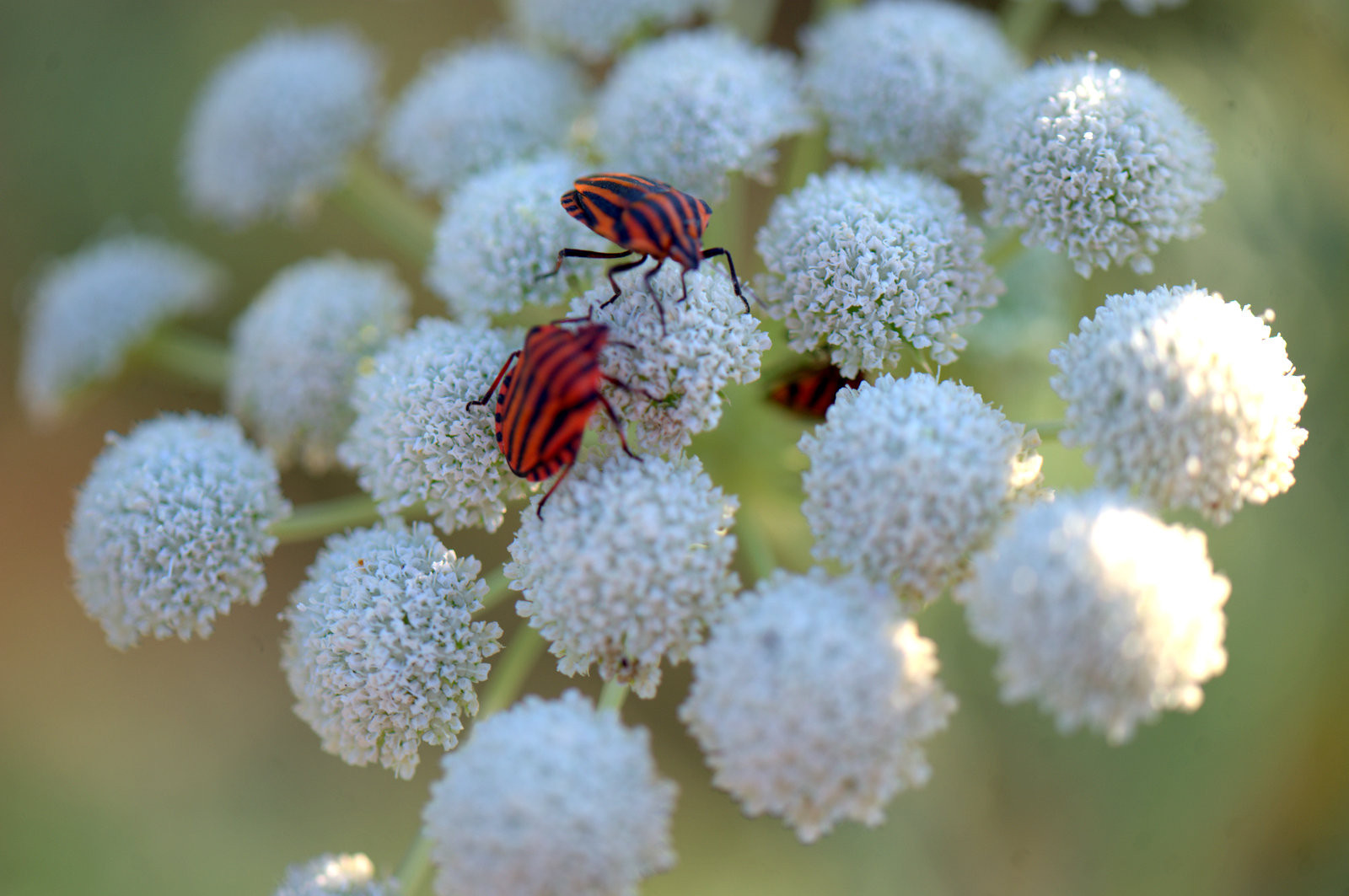 Gendarmes sur des fleurs