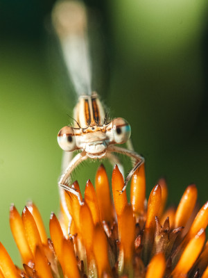 Une sortie macro en bonne compagnie au parc de Gerland 🔍
Des modèles discrets mais adeptes du posing !