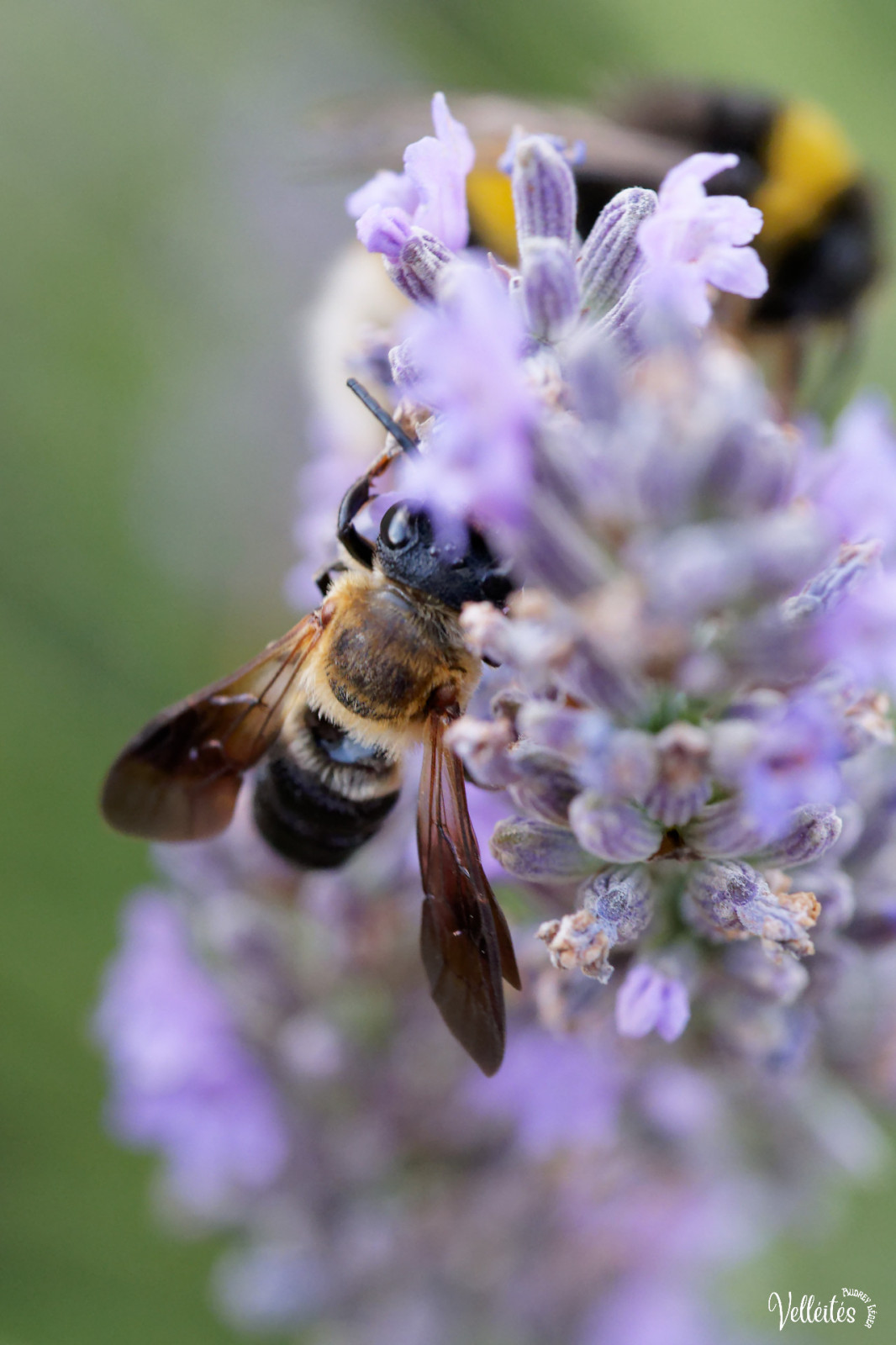 Période trop chargée au niveau boulot pour pouvoir participer à des sorties photos mais je peux m’échapper dans le jardin pour admirer/photographier les petite bêtes !