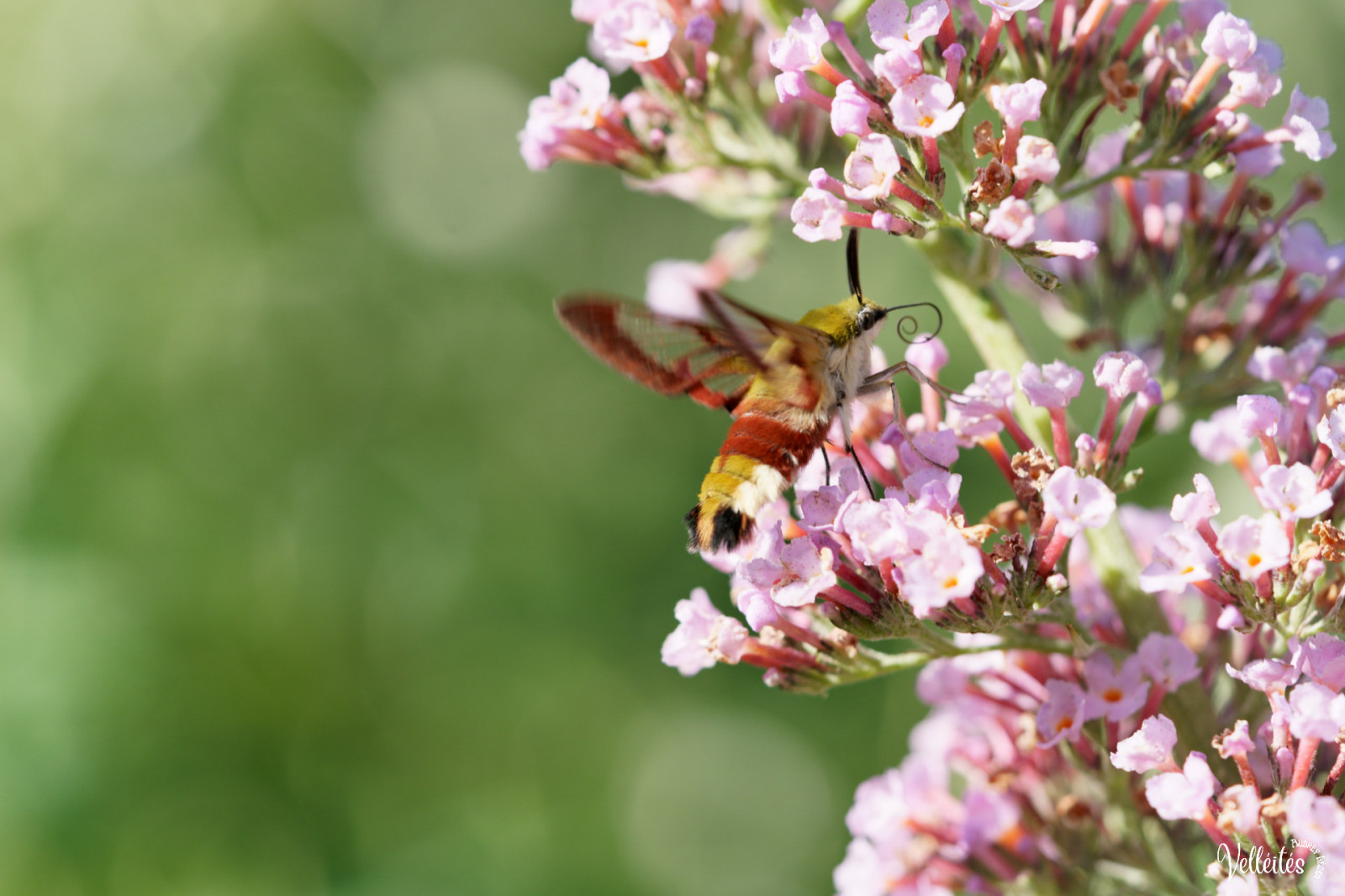 Période trop chargée au niveau boulot pour pouvoir participer à des sorties photos mais je peux m’échapper dans le jardin pour admirer/photographier les petite bêtes !