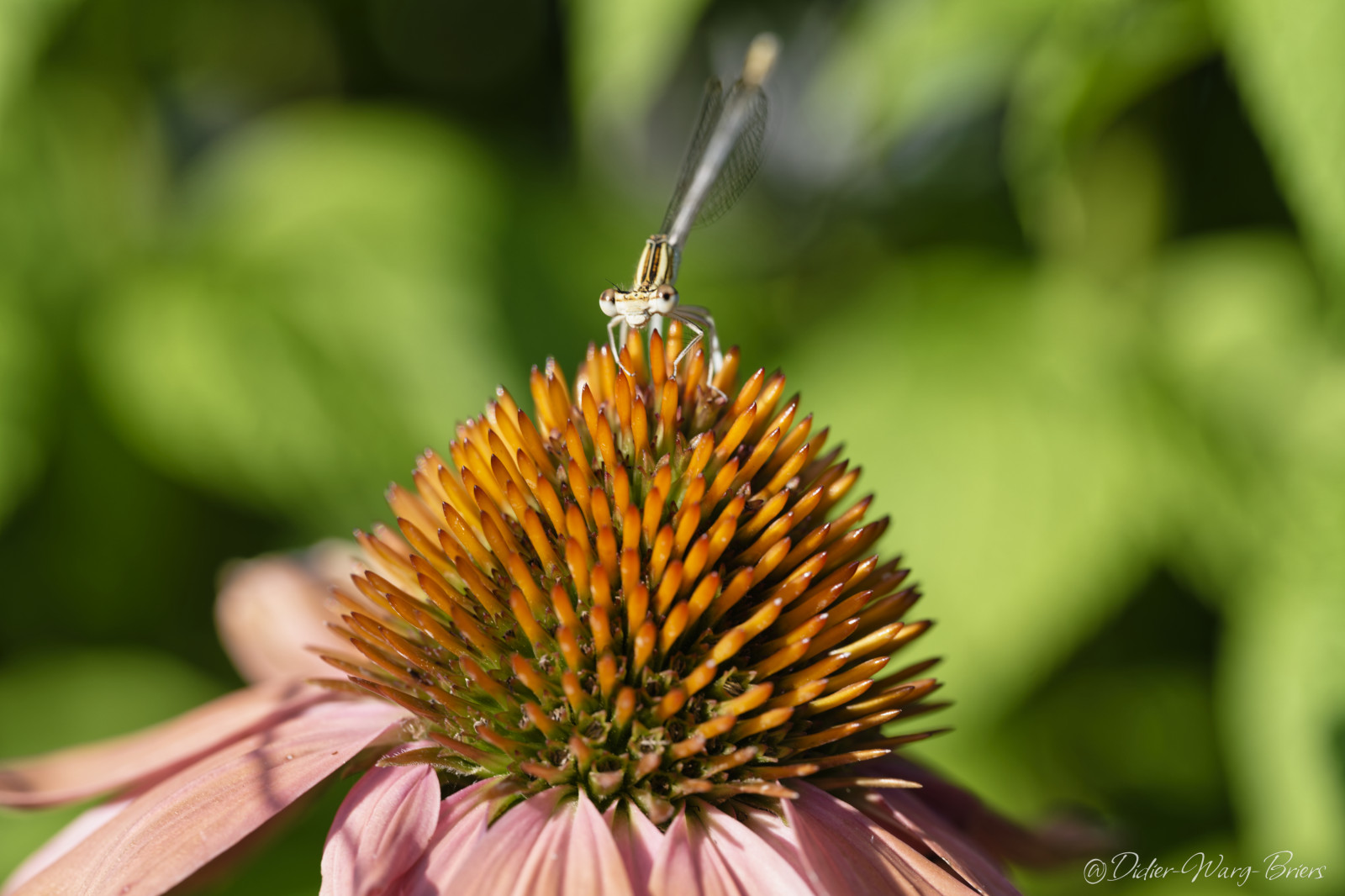 Quelques photos réalisées à l'occasion de la sortie insectes au parc de Gerland.